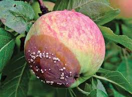 Как  бороться с болезнями яблони и груши?