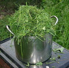 Удобрение за неделю:подкормка растений жидким компостом