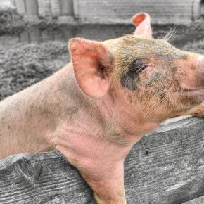 Почему свиньи любят качаться в грязи?