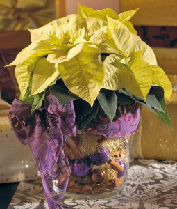 Цветок пуансеттия и цикламен