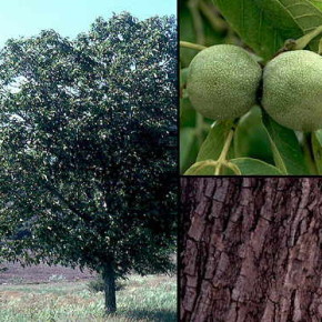 Бурая пятнистость или марсониоз - гриб,поражающий листья и плоды
