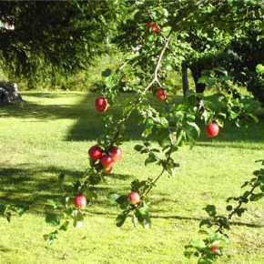 Яблоня на приусадебном участке:причины плохого плодоношения