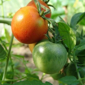 Как приготовить средство от вредителей из ботвы томатов?