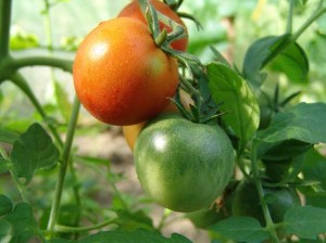 Почему растрескиваются плоды томатов
