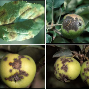 Что делать,чтобы яблони и груши не болели?