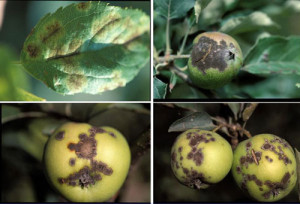 Препараты против грибковых заболеваний фруктовых деревьев