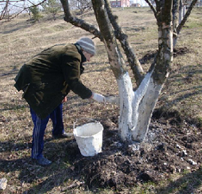 Плодовые деревья на участке:как защитить от мороза