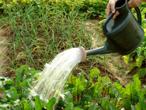 Как поливать капусту осенью