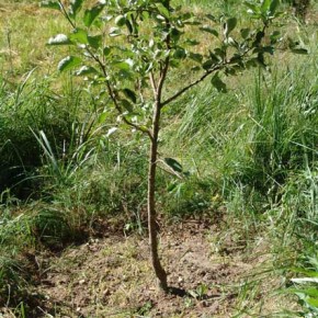 Как сажать плодовые деревья:советы садовода