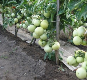 Ботва помидор против листогризущих вредителей