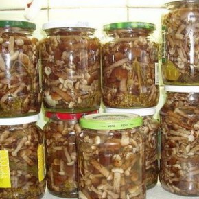 Простой рецепт маринованых грибов