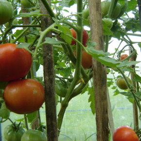 Почему растрескиваются плоды томатов?