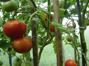 Почему растрескиваются плоды томатов