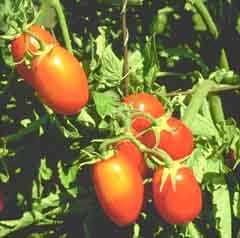Как получить богатый урожай томатов и при этом ничего не делать?