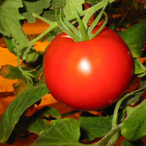 Новые сорта и гибриды томатов с лучшими сочетаниями ценных признаков