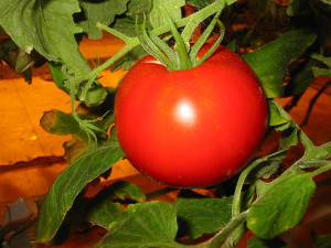 Сочный ароматный помидор 