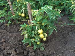 Основные требования к выращиванию помидор на открытом участке