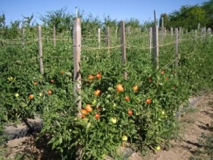 Как повысить иммунитет томатов?