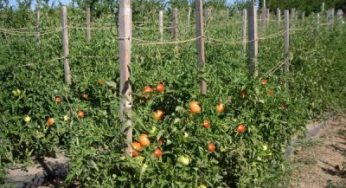 Как повысить иммунитет томатов?