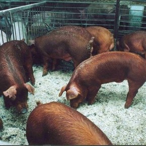 Где в Украине разводят свиней породы дюрок?