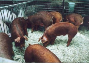 Где в Украине разводят свиней породы дюрок