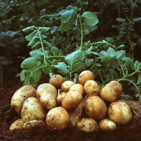 Правила выращивания картофеля:урожай на вашем участке