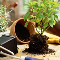 Как обеспечить комнатным растениям хорошие условия для произростания?