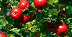 Препараты против грибковых заболеваний фруктовых деревьев:способ применения