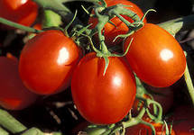 Как защитить томаты от поражения болезнями
