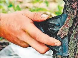 Как уберечь штамб плодового дерева от ожогов?