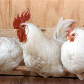 Теснота и несбалансированные корма-причины куриной агрессии