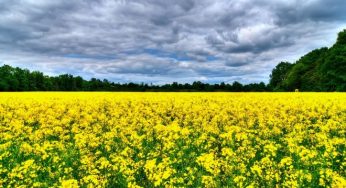Перспективные культуры, новые сорта в Украине