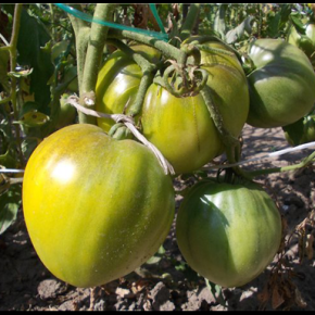 Как добиться созревания зелёных томатов?