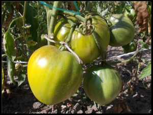 Как добиться созревания зелёных томатов