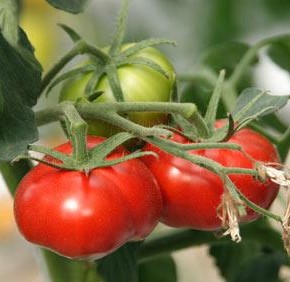 Зачем нормировать количество завязей на томатах?