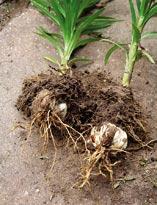 Выращивание лилий:посадка луковиц в почву