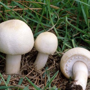 Выращивание шампиньонов:как размножать грибы