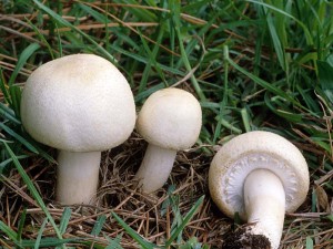 как размножать грибы