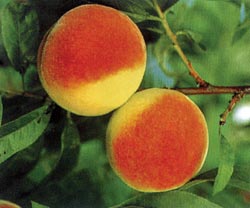 Абрикос -родственник  персика , сливы и вишни