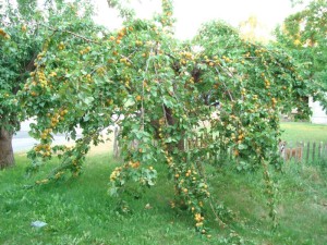  плод абрикоса
