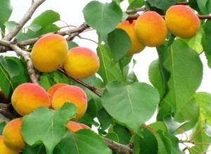 Размножение абрикос