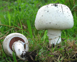 как размножать грибы