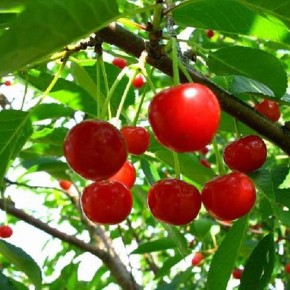 Выращивание вишни:советы по уходу за деревом