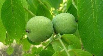 Какой сорт грецкого ореха лучше выращивать?