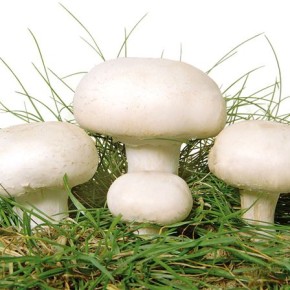 Какая влажность нужна при выращивании грибов?