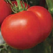 Какие сорта томатов подойдут именно для консервирования?