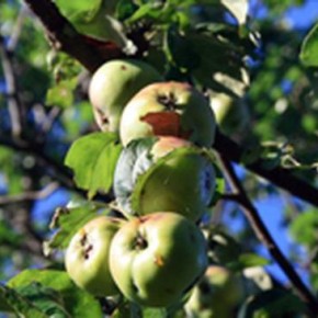 Как правильно поливать яблони осенью?
