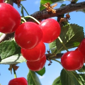Мичуринские вишни-наиболее морозостойкие сорта
