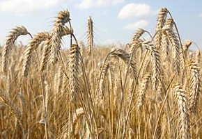 Национальные сортовые ресурсы насчитывают более 7000 сортов зерновых