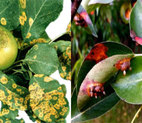 Чтобы  яблони и груши не болели желательно 2-3 раза в год проводить обработки